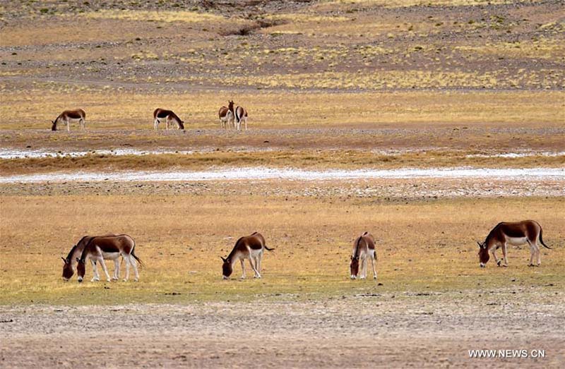Tibet : des animaux sauvages parcourent une prairie du comté de Shuanghu, à Naqu
