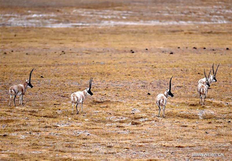 Tibet : des animaux sauvages parcourent une prairie du comté de Shuanghu, à Naqu