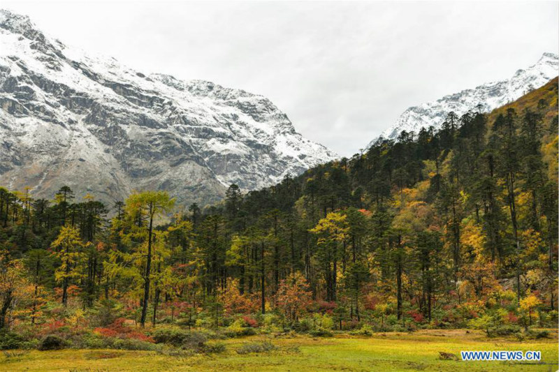 Paysage d'automne au Tibet