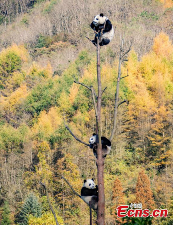 Les pandas géants s'amusent dans la réserve de Wolong