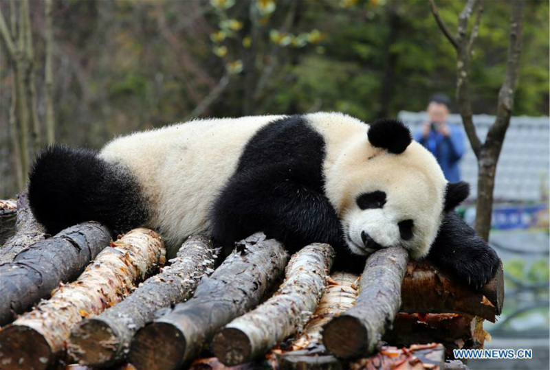 Ouverture du parc de recherche et de conservation du panda géant de Jiawuhai dans le sud-ouest de la Chine