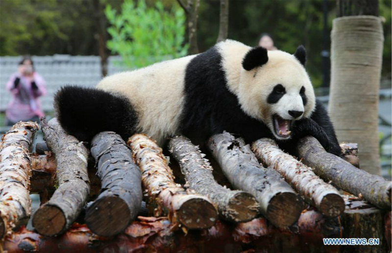 Ouverture du parc de recherche et de conservation du panda géant de Jiawuhai dans le sud-ouest de la Chine