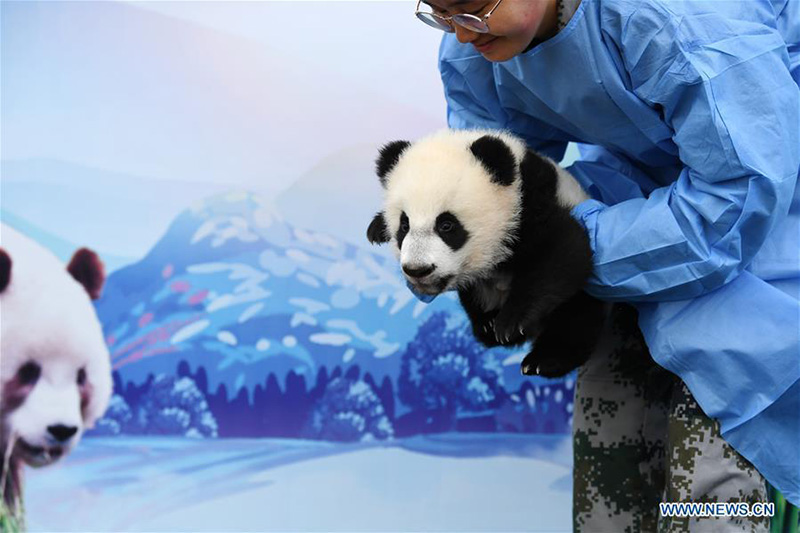 Shaanxi : trois bébés pandas géants rencontrent le public à Xi'an