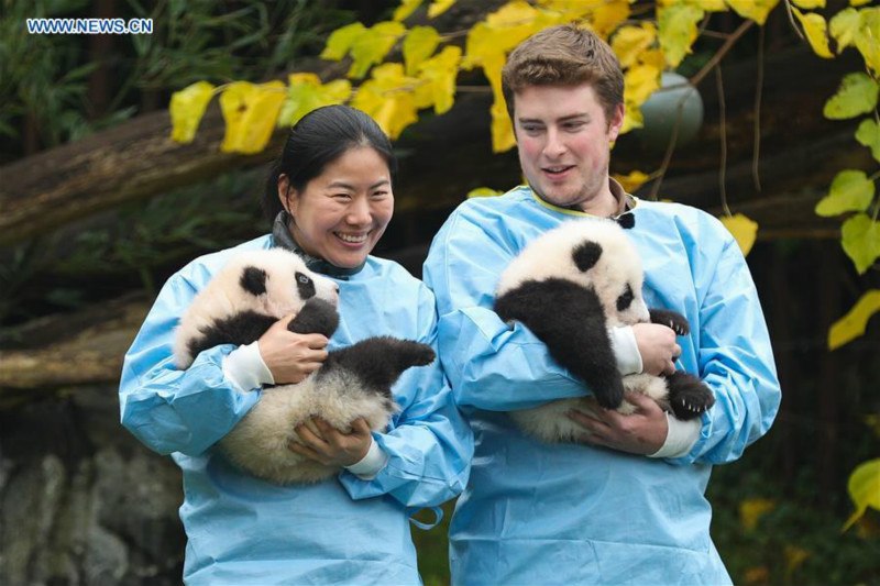 Dévoilement des noms des deux bébés pandas géants nés en Belgique
