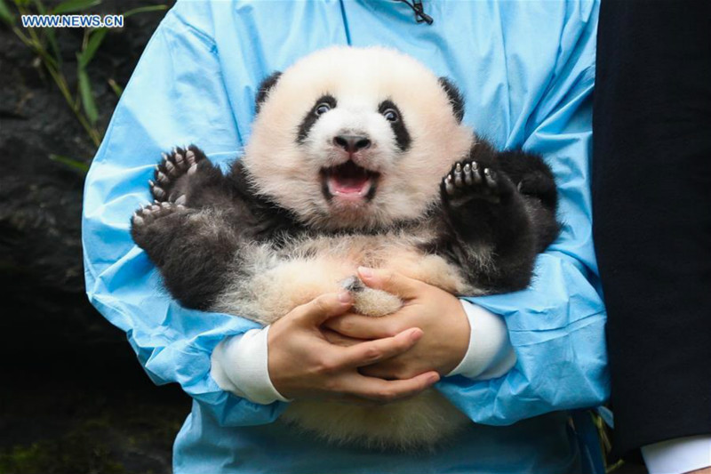 Dévoilement des noms des deux bébés pandas géants nés en Belgique
