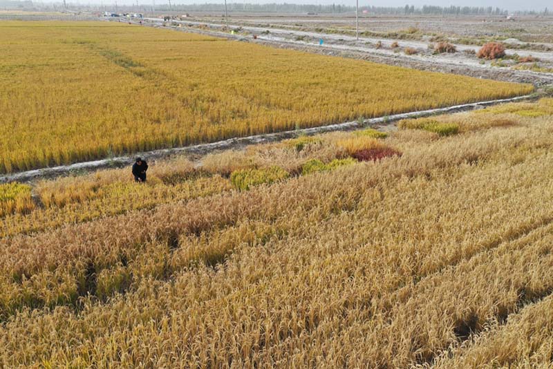 Le rendement d'essai du riz en eau salée offre des perspectives prometteuses pour les terres difficiles