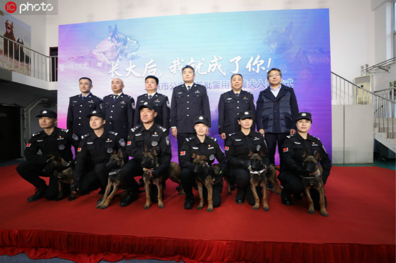 Six chiens clonés rejoignent la police à Beijing