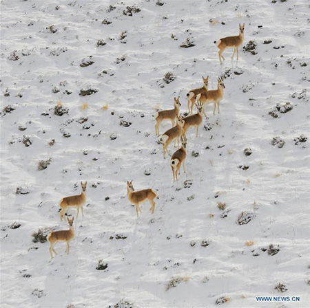 Des animaux sauvages se nourrissent dans la prairie de Haltent dans le Gansu