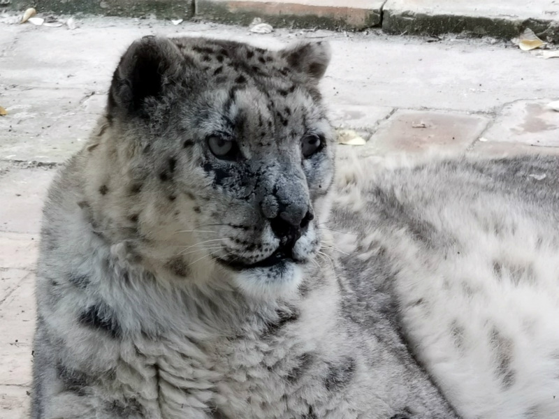 Un léopard des neiges presque aveugle voit un avenir meilleur