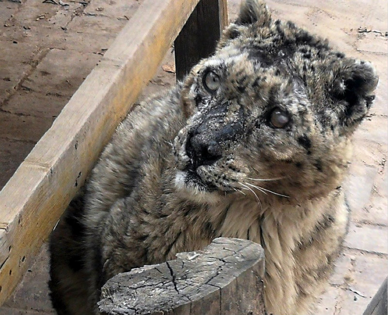Un léopard des neiges presque aveugle voit un avenir meilleur