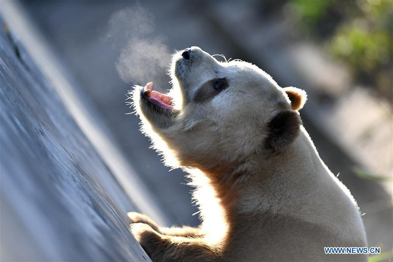 Qizai, un rare panda géant brun et blanc de la base de recherche de Qinling à Xi'an