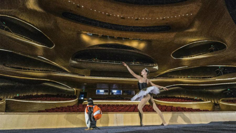Un manchot danse avec un « cygne » russe au Grand Théâtre de Harbin