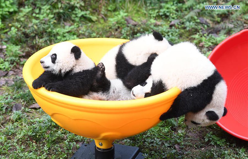 Le zoo de Chongqing organise une fête d'anniversaire pour quatre petits pandas de six mois