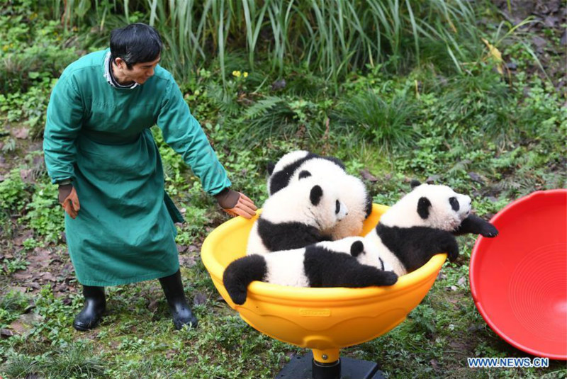 Deux paires de pandas jumeaux célèbrent leur demi-anniversaire dans le sud-ouest de la Chine