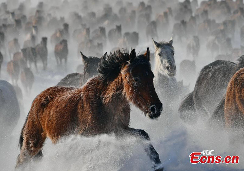 Xinjiang : des dizaines de milliers de chevaux galopent sur la prairie enneigée