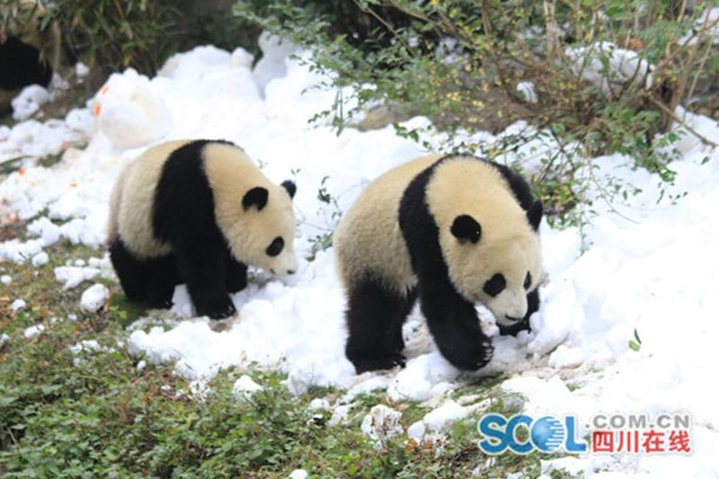 Les pandas géants jouent dans la neige à Chengdu