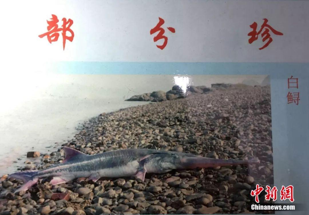 Le poisson-spatule du Yangtsé officiellement déclaré éteint