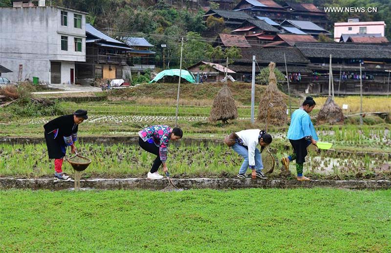 Guangxi: les nouilles de riz aux escargots de rivière contribuent à la réduction de la pauvreté