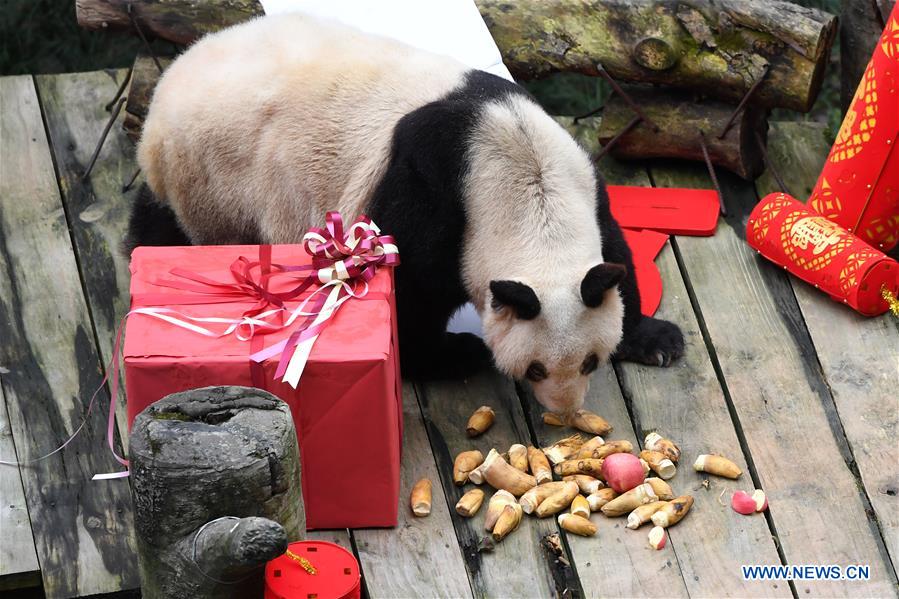 Le plus vieux panda géant en captivité au monde célèbre la fête du Printemps