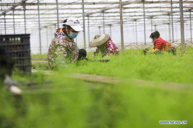 Les agriculteurs chinois reprennent la production