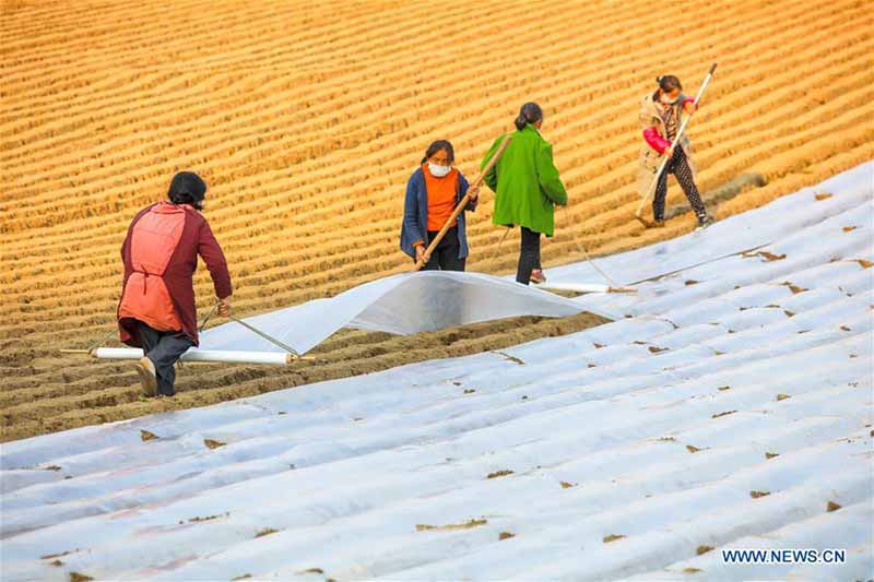Les agriculteurs chinois reprennent la production