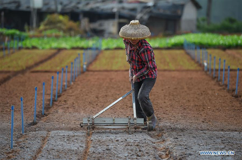 Hainan : les travaux agricoles de printemps à Haikou