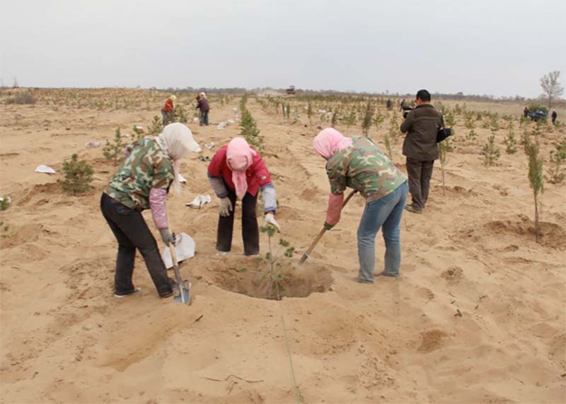 Dans le comté de Yanchi dans la province du Ningxia en Chine, les zones humides émergent au milieu du désert