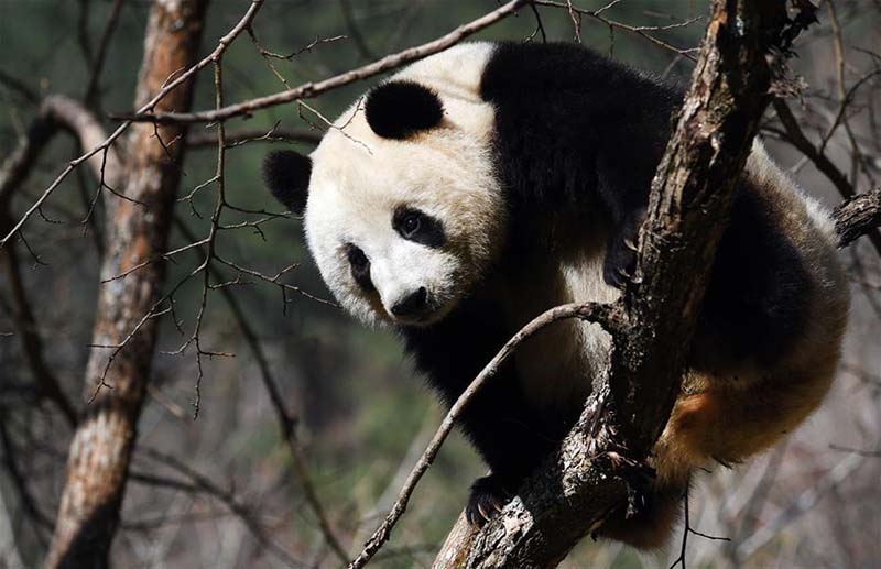 Des pandas géants jouent dans le comté de Foping, dans le nord-ouest de la Chine