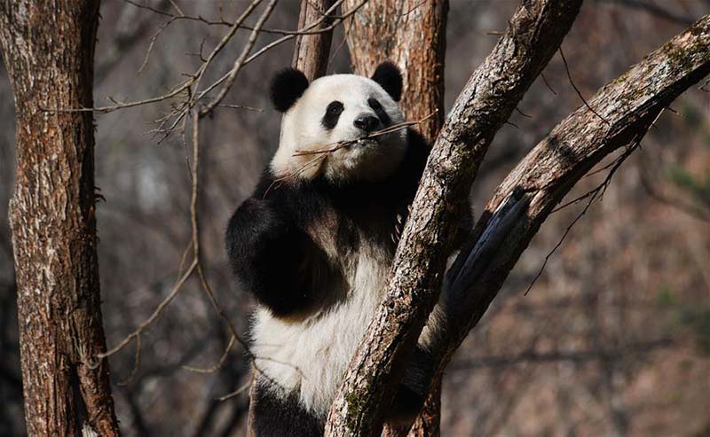 Des pandas géants jouent dans le comté de Foping, dans le nord-ouest de la Chine