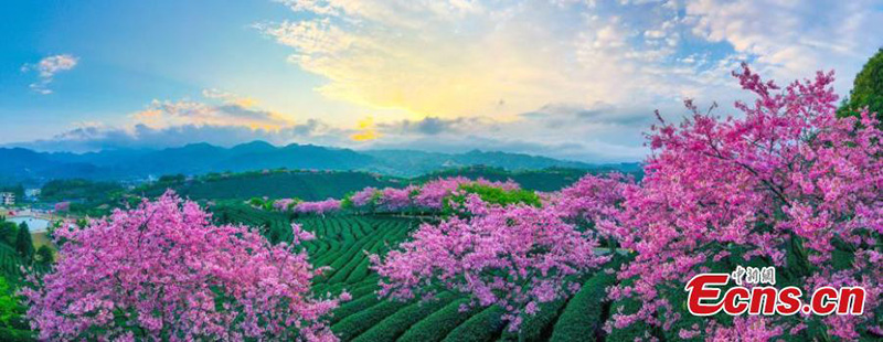 Les enivrantes fleurs de cerisier d'un jardin de thé du Fujian