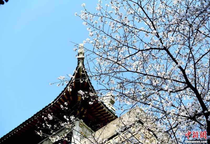 Les fleurs de cerisier de l'Université de Wuhan