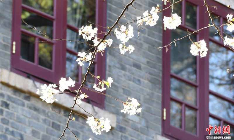 Les fleurs de cerisier de l'Université de Wuhan