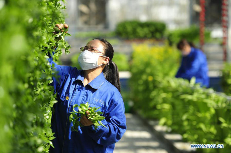 Le Hebei construit des zones agricoles modernes pour aider à augmenter les revenus des agriculteurs