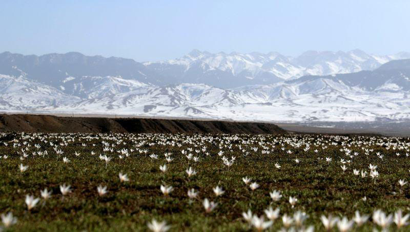 Les lys sauvages fleurissent avec la fonte des neiges au Xinjiang