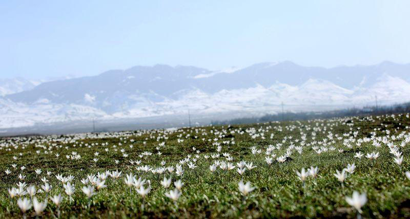 Les lys sauvages fleurissent avec la fonte des neiges au Xinjiang