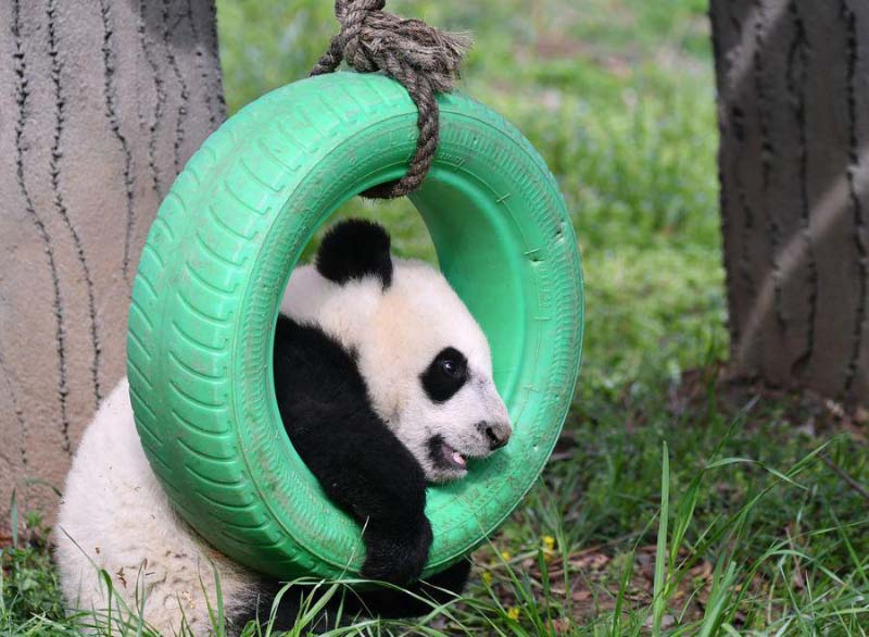 Un moment avec les petits d'un panda géant dans le Shaanxi