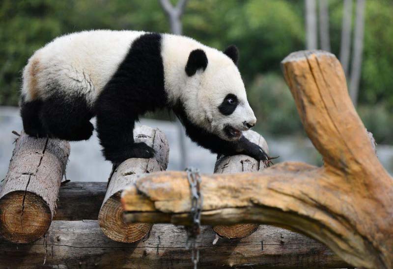 Un moment avec les petits d'un panda géant dans le Shaanxi