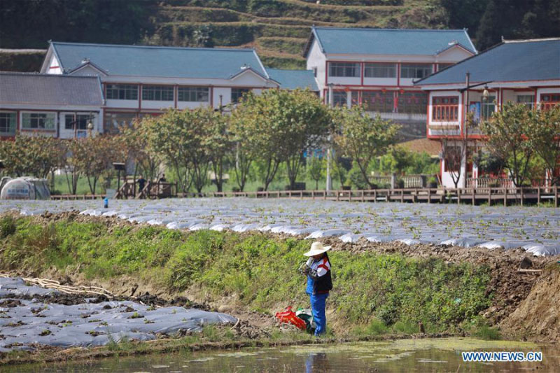 Tous les villageois sont sortis de la pauvreté à Huamao, dans le Guizhou