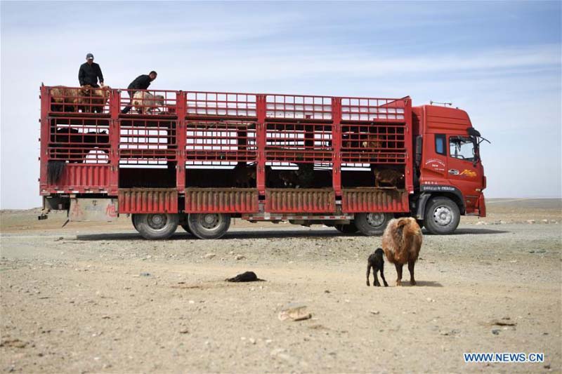 Avec l'arrivée du printemps, les bergers du Xinjiang transfèrent le bétail dans les pâturages de printemps