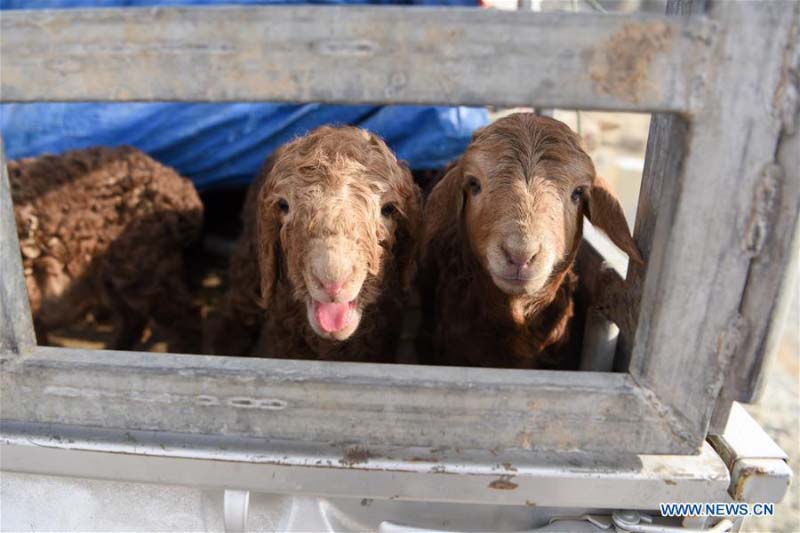 Avec l'arrivée du printemps, les bergers du Xinjiang transfèrent le bétail dans les pâturages de printemps