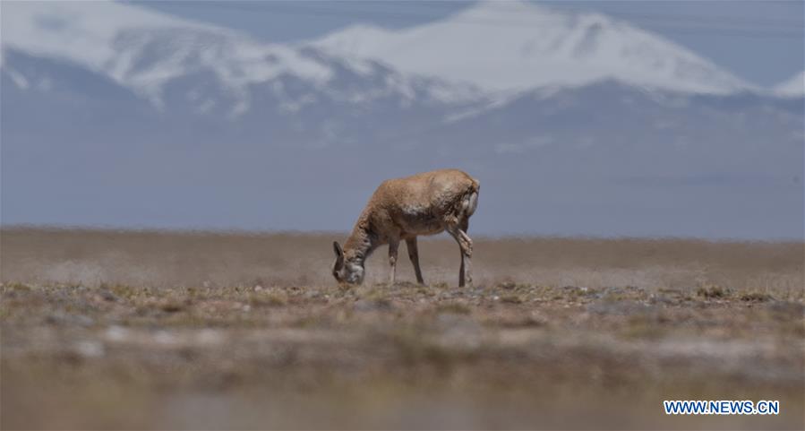Chine : migration annuelle des antilopes tibétaines à Hoh Xil