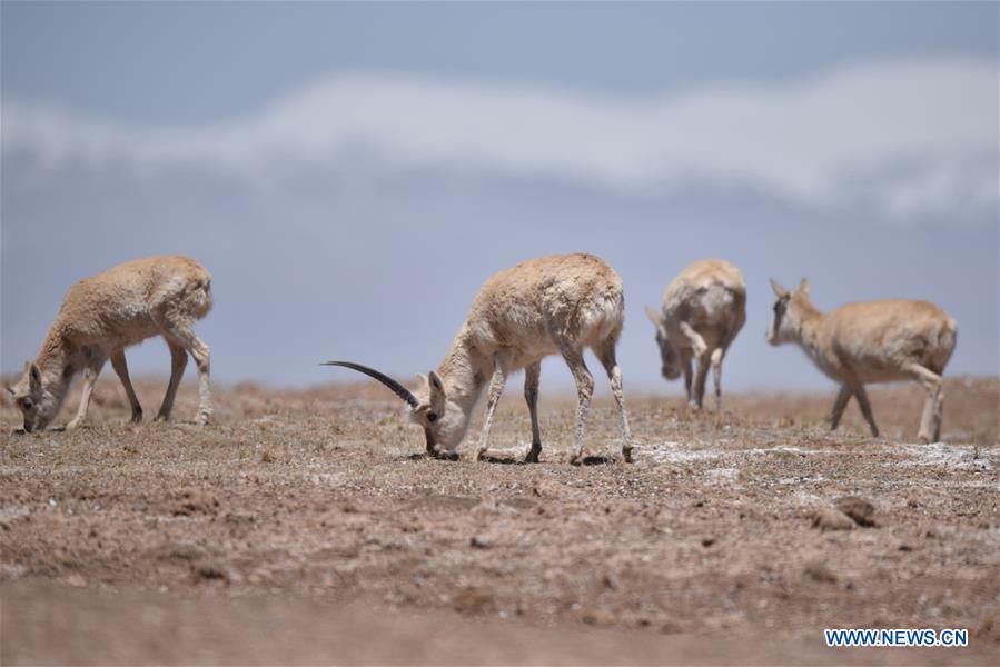 Chine : migration annuelle des antilopes tibétaines à Hoh Xil