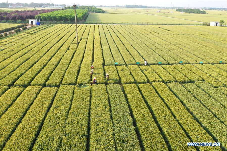 Chine: vue de champs de blé au Henan