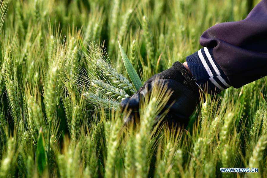 Chine: vue de champs de blé au Henan