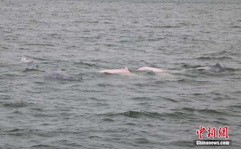 Des dauphins blancs de Chine vus dans la baie de Leizhou dans le Guangdong