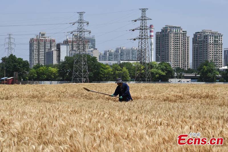 En images : l'heure de la récolte sur les « terres agricoles les plus luxueuses » du centre-ville de Beijing