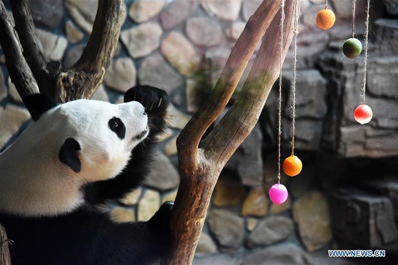 Face à la hausse des températures, le zoo de Jinan prépare une salle climatisée pour son panda géant
