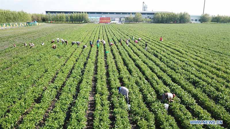 Chine : plantation de haricots verts pour réduire la pauvreté au Heilongjiang
