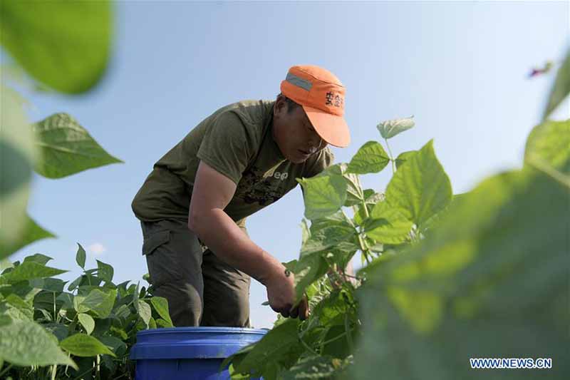 Chine : plantation de haricots verts pour réduire la pauvreté au Heilongjiang