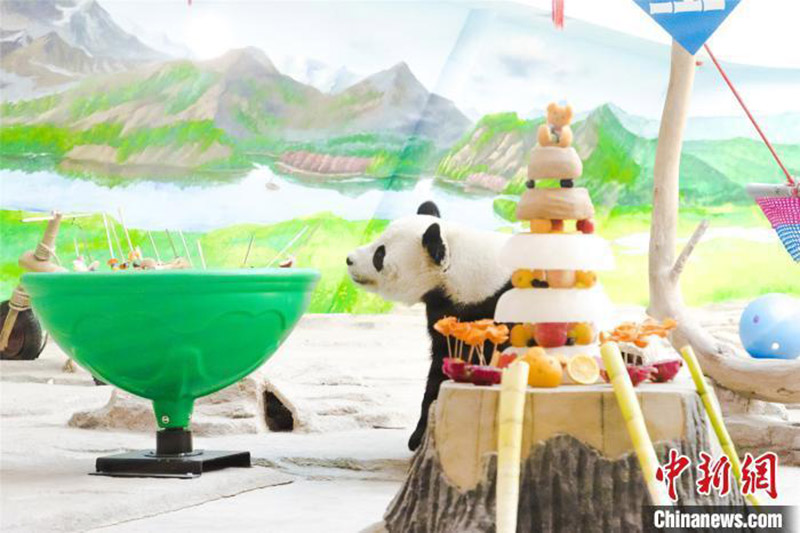 Un panda fête son 12e anniversaire dans la province du Heilongjiang